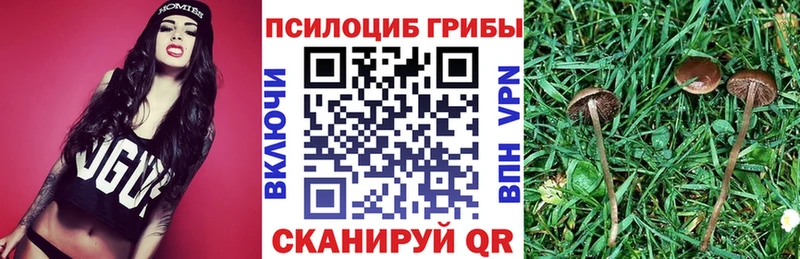 продажа наркотиков  Евпатория  Галлюциногенные грибы Psilocybe 